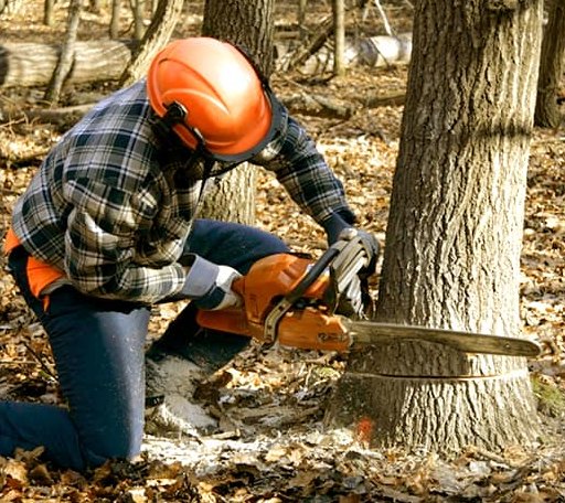 Tree Removal in Berlin, ND